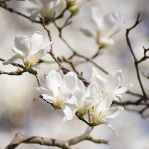 Magnolia Birch